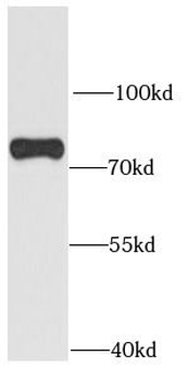 SNX1 Antibody