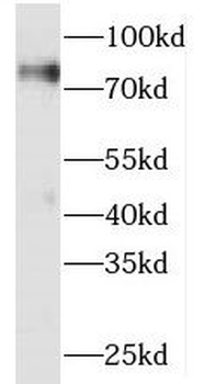 SNX9 Rabbit Polyclonal Antibody