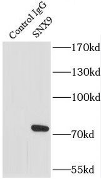 SNX9 Rabbit Polyclonal Antibody