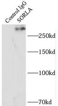 SORL1 Antibody