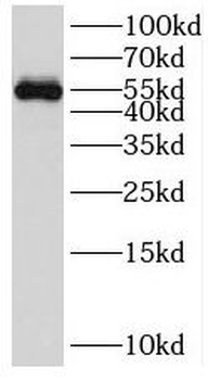 SOX10 Antibody