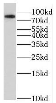 SOX13 Antibody