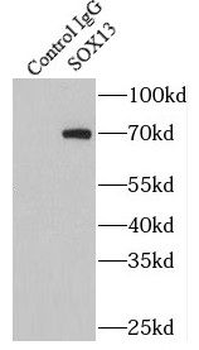 SOX13 Antibody