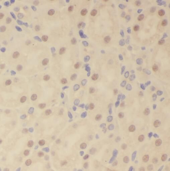 SOX13 Antibody