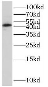 SOX7 Rabbit Polyclonal Antibody