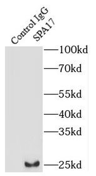 SPA17 Rabbit Polyclonal Antibody