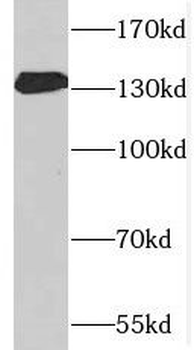 SPARCL1 Antibody