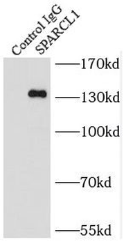SPARCL1 Antibody