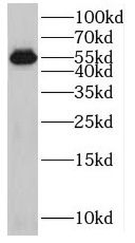 SPATA6 Antibody