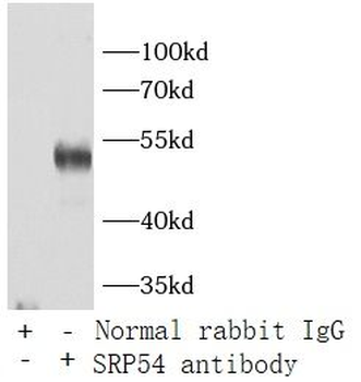 SRP54 Rabbit Polyclonal Antibody