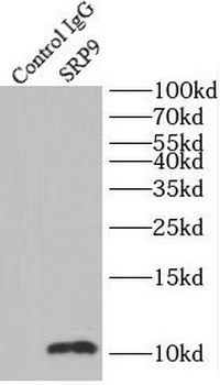 SRP9 Rabbit Polyclonal Antibody