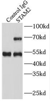 STAM2 Antibody