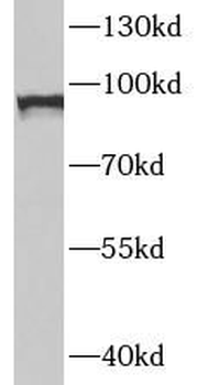 STAT1 Antibody