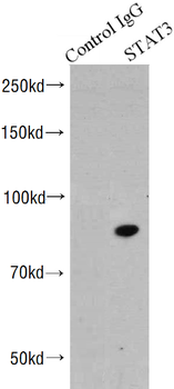 STAT3 Antibody
