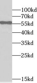 STK4 Antibody