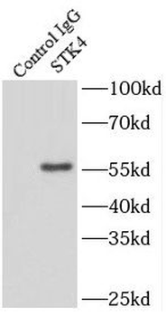 STK4 Antibody