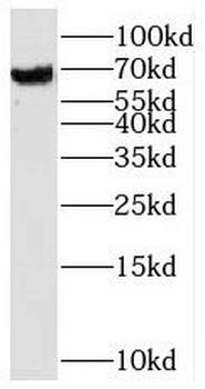 STXBP3 Rabbit Polyclonal Antibody
