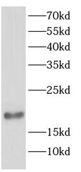 SUB1 Rabbit Polyclonal Antibody