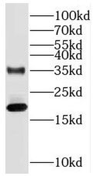 SUB1 Rabbit Polyclonal Antibody