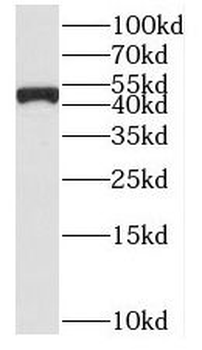 SUCLG2 Antibody