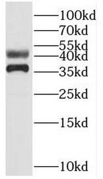 SUGT1 Antibody