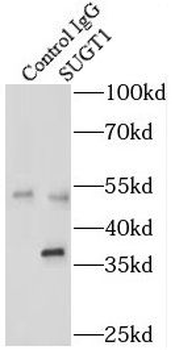 SUGT1 Antibody