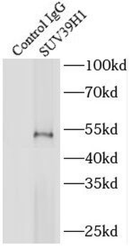 SUV39H1 Antibody