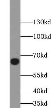 SYT1 Rabbit Polyclonal Antibody