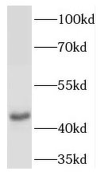 TACR2 Antibody