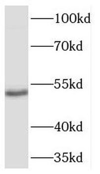 TADA2A Antibody