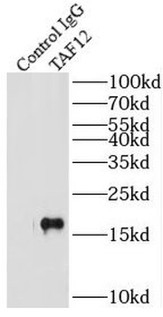 TAF12 Rabbit Polyclonal Antibody