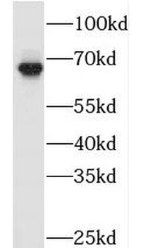 TAF5L Rabbit Polyclonal Antibody