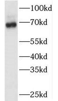 TAF6L Antibody