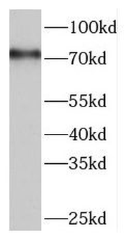 TAP1 Antibody