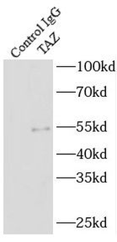 WWTR1 Antibody