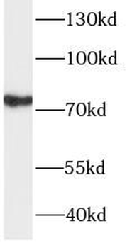 TBR1 Antibody