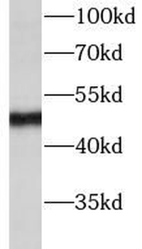 TBRG1 Antibody