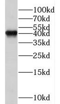 TCEA1 Rabbit Polyclonal Antibody
