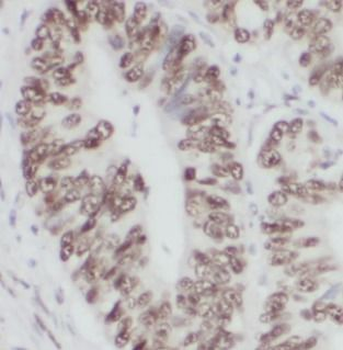 ELOB Rabbit Polyclonal Antibody