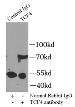 TCF4 Antibody