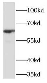 TCF7L1 Antibody