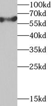 TCP1 Antibody