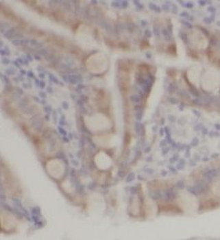 TCP1 Antibody