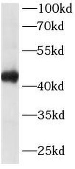 TARDBP Mouse Monoclonal Antibody