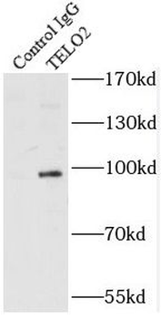 TELO2 Antibody