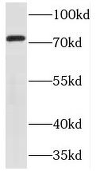 TNXB Antibody