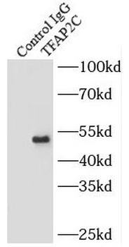TFAP2C Rabbit Polyclonal Antibody