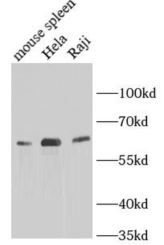TFEB Antibody
