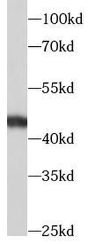 TGFB1 Antibody
