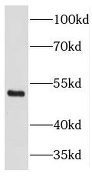 THAP11 Rabbit Polyclonal Antibody